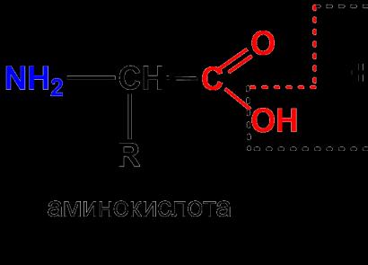 Общая формула аминокислот Свойства аминокислот химия